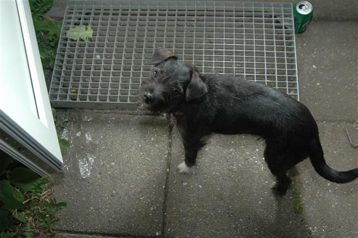 Blanding af racer hysse - hysse ude i haven billede 14