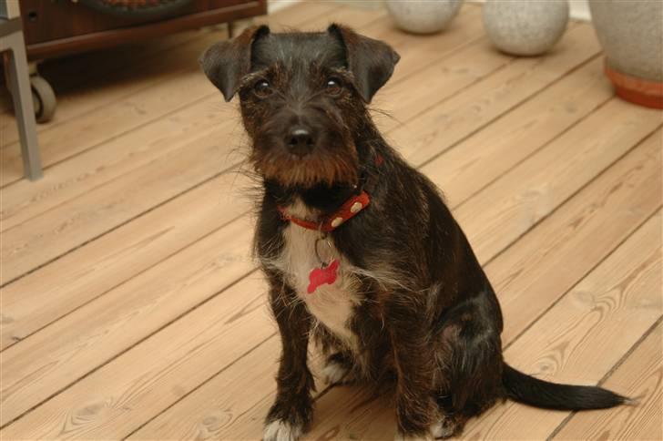 Blanding af racer hysse - hysse igen billede 15