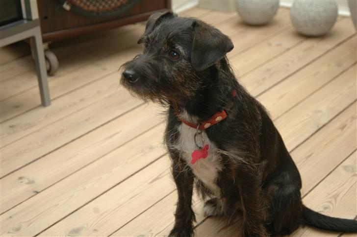 Blanding af racer hysse - fine ;P billede 16