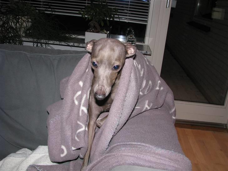 Italiensk mynde Cianna - Cianna med tæppe billede 15