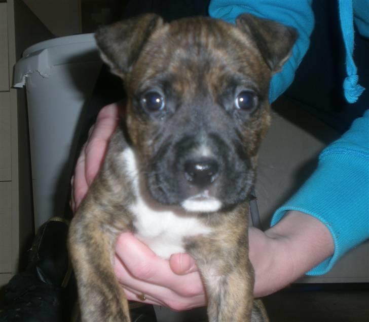 Amerikansk staffordshire terrier Molly billede 10