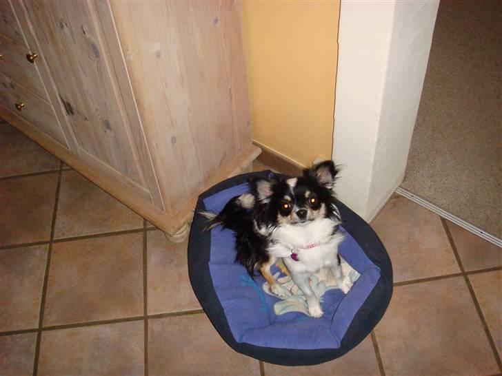 Chihuahua Emmeli - hej alle sammen der ude billede 1