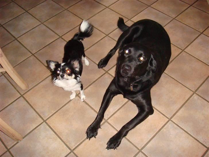 Chihuahua Emmeli - her er jeg med min sammen bo daisy billede 2