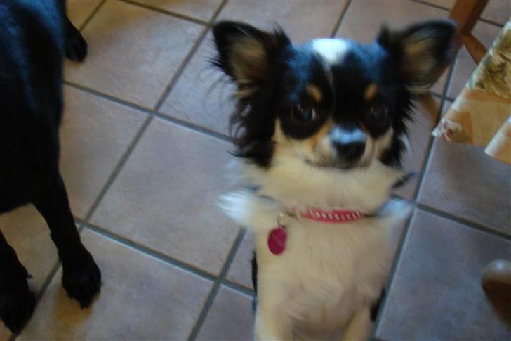 Chihuahua Emmeli billede 3