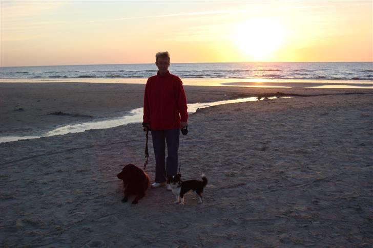 Chihuahua Emmeli - vi er ved stranden billede 4