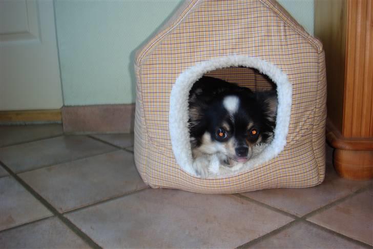 Chihuahua Emmeli - hov kunne i godt finde mig billede 5