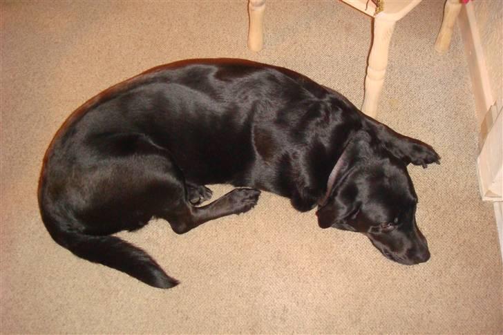 Chihuahua Emmeli billede 6