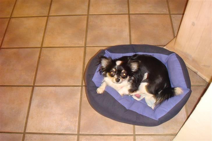 Chihuahua Emmeli billede 7