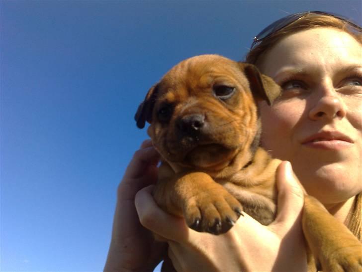 Staffordshire bull terrier Nemo billede 19