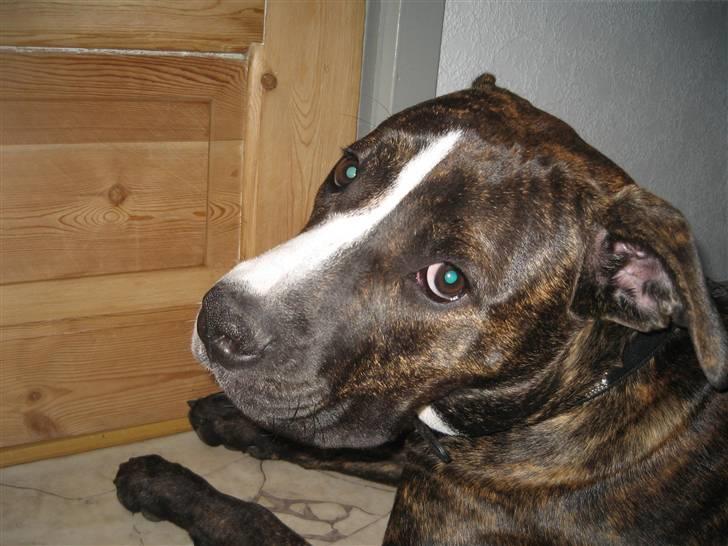 Amerikansk staffordshire terrier Chilli :) billede 13