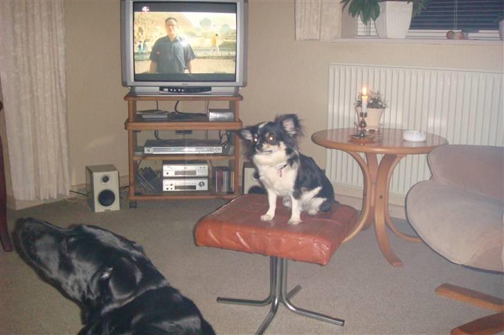 Chihuahua Emmeli - det er skønt at se tv billede 8