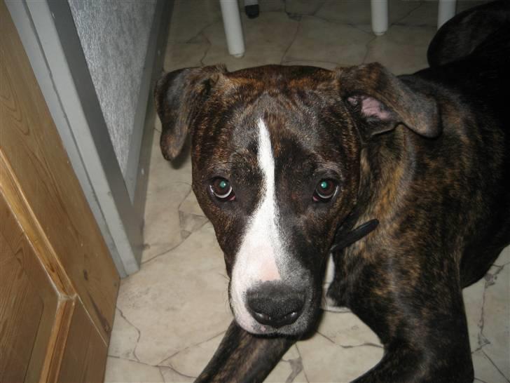 Amerikansk staffordshire terrier Chilli :) billede 14