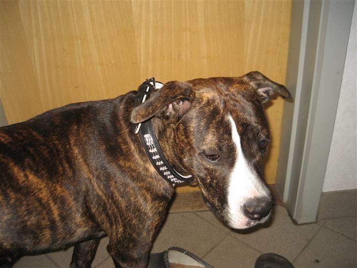 Amerikansk staffordshire terrier Chilli :) billede 15