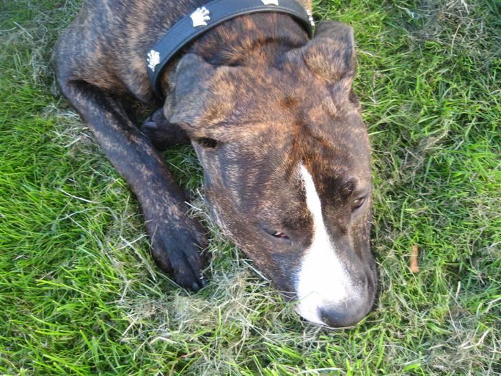 Amerikansk staffordshire terrier Chilli :) billede 16