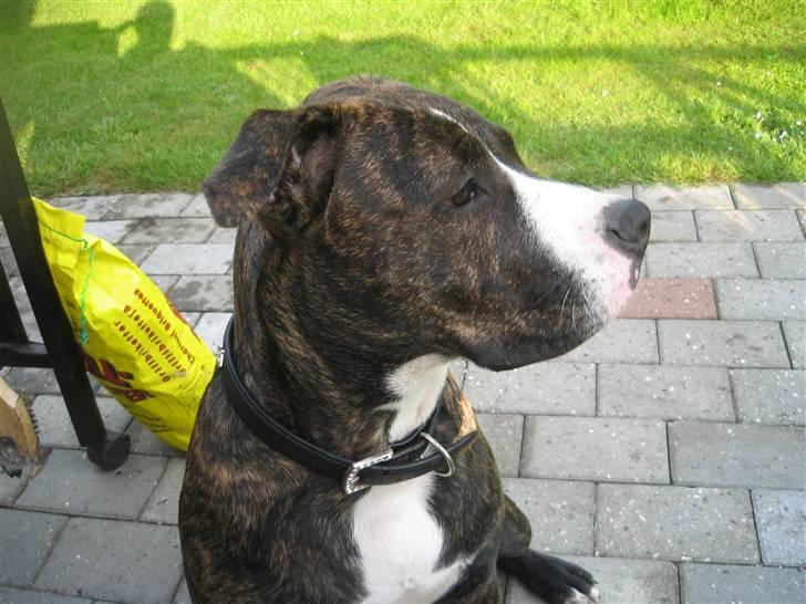 Amerikansk staffordshire terrier Chilli :) billede 17