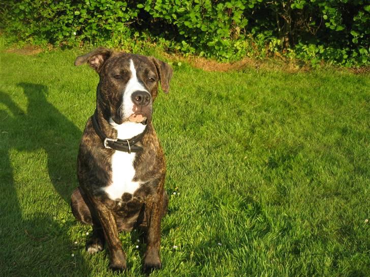 Amerikansk staffordshire terrier Chilli :) billede 18