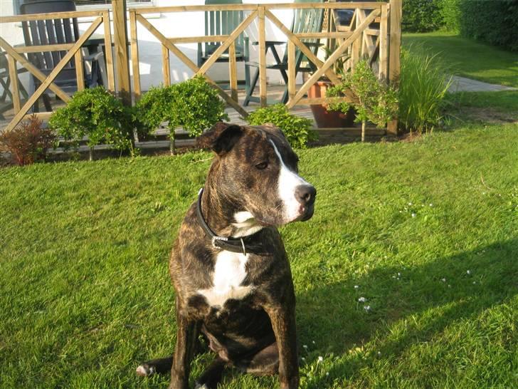 Amerikansk staffordshire terrier Chilli :) billede 19