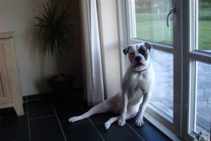 Chihuahua Emmeli - min ven Cody billede 9