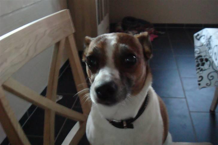 Chihuahua Emmeli - min ven Bibi billede 10