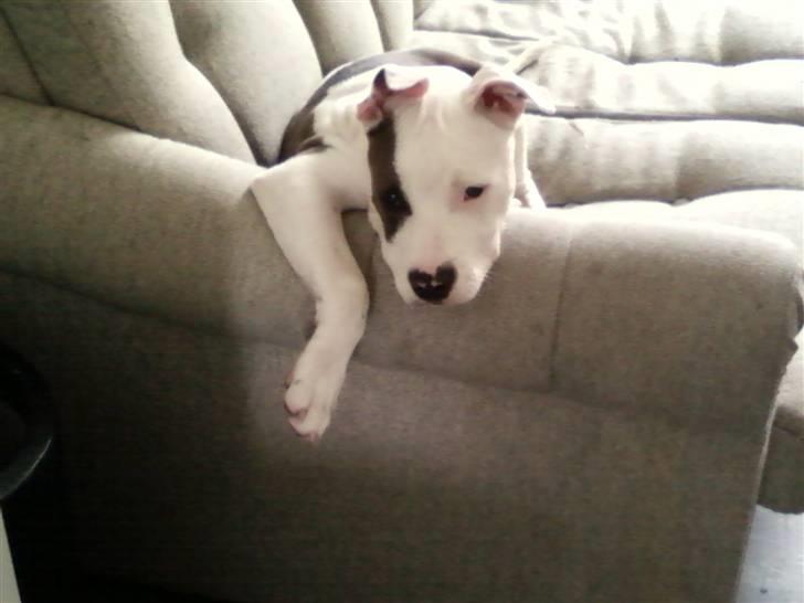 Amerikansk staffordshire terrier paco billede 15