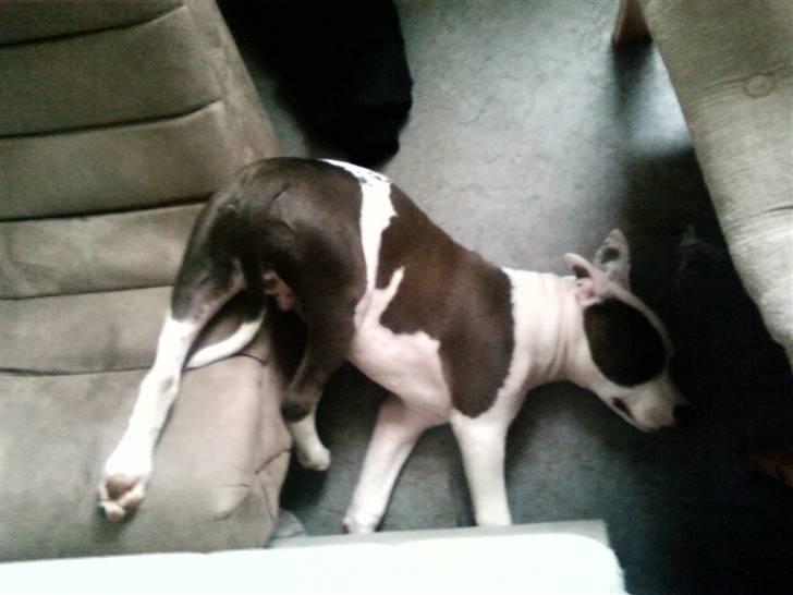 Amerikansk staffordshire terrier paco billede 16