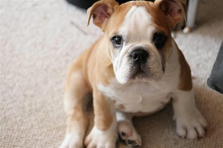 Engelsk bulldog Petra Schubert billede 1