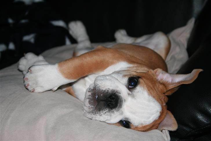 Engelsk bulldog Petra Schubert billede 2