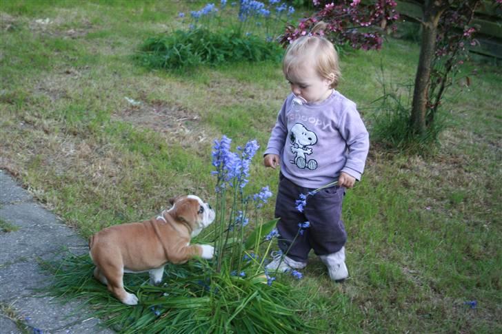Engelsk bulldog Petra Schubert billede 3