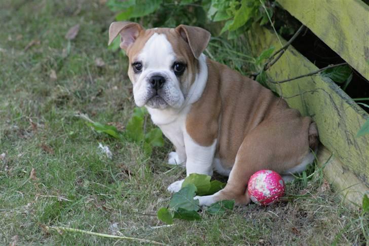 Engelsk bulldog Petra Schubert billede 4