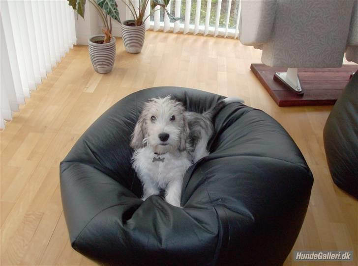 Petit basset griffon wendéen Jack - Her sidder man godt billede 1