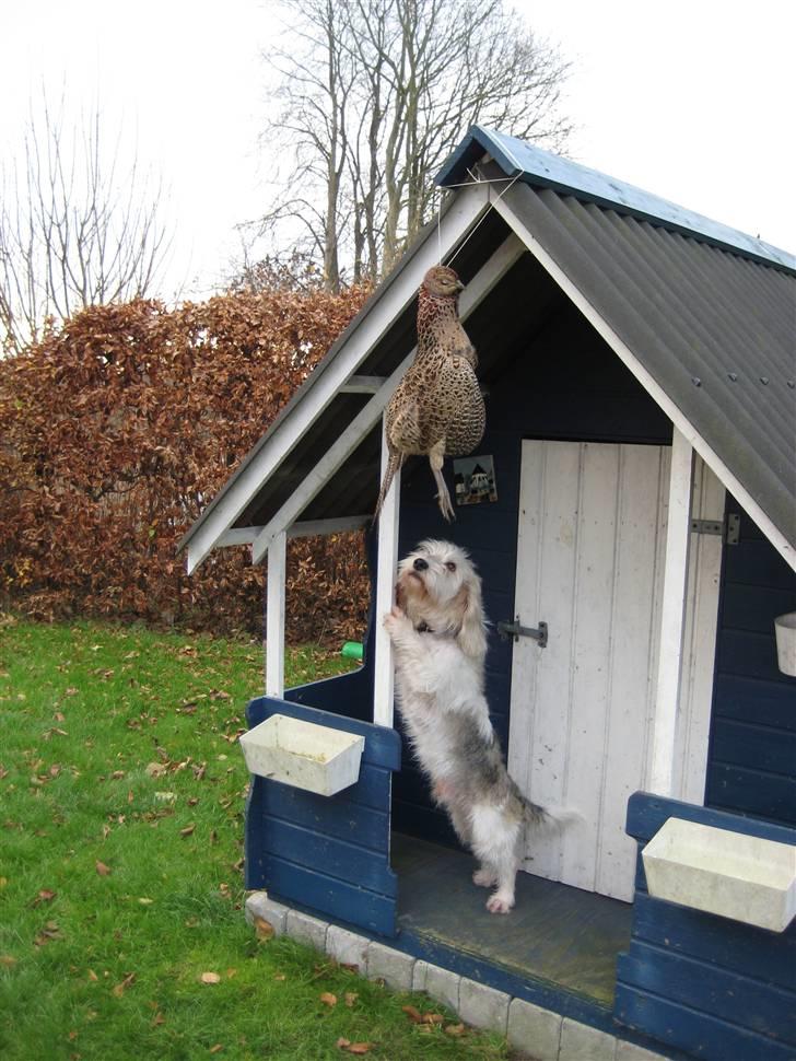 Petit basset griffon wendéen Jack - Lidt højere billede 2