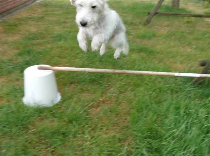 Petit basset griffon wendéen Jack billede 3
