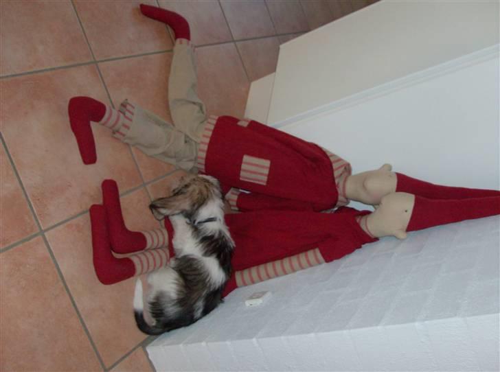 Petit basset griffon wendéen Jack billede 4