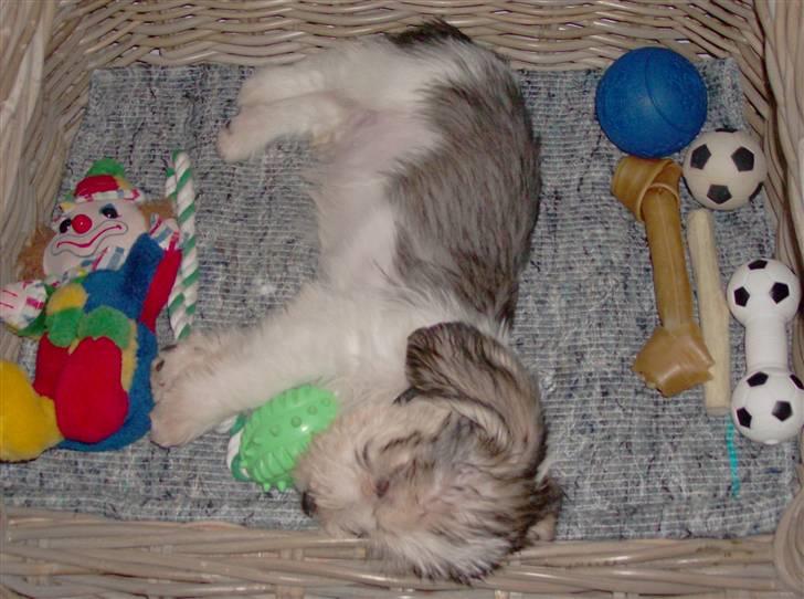 Petit basset griffon wendéen Jack billede 5