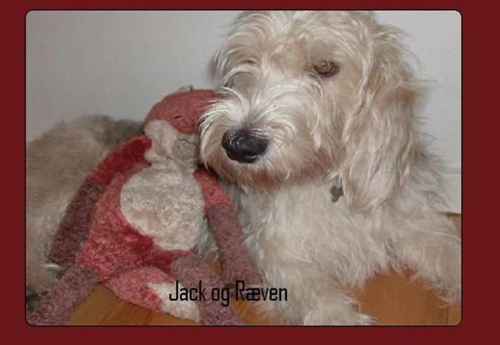 Petit basset griffon wendéen Jack - Er vi ik` søde sammen billede 6
