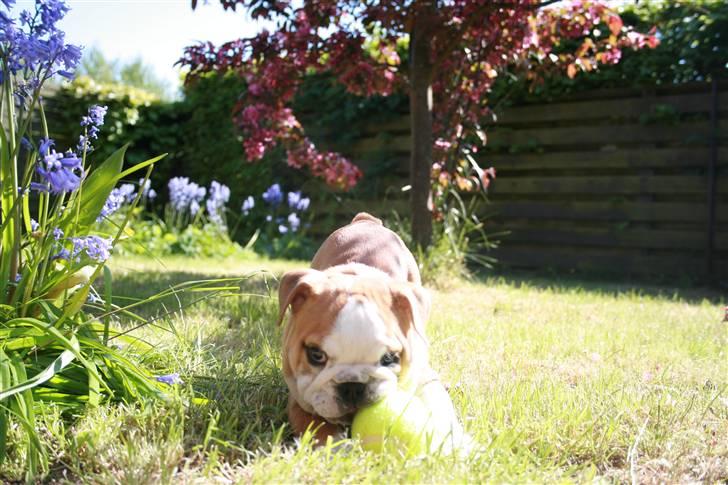 Engelsk bulldog Petra Schubert billede 5