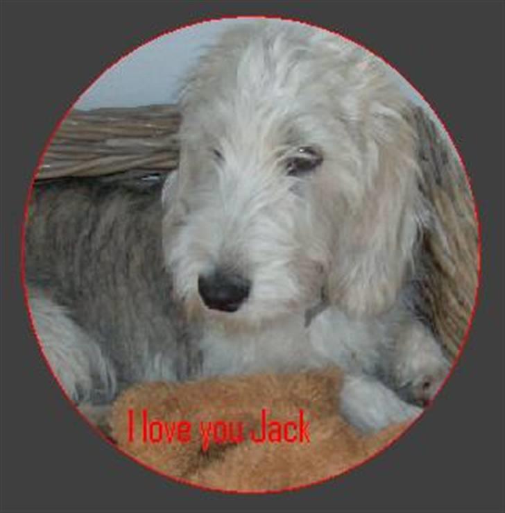 Petit basset griffon wendéen Jack billede 7