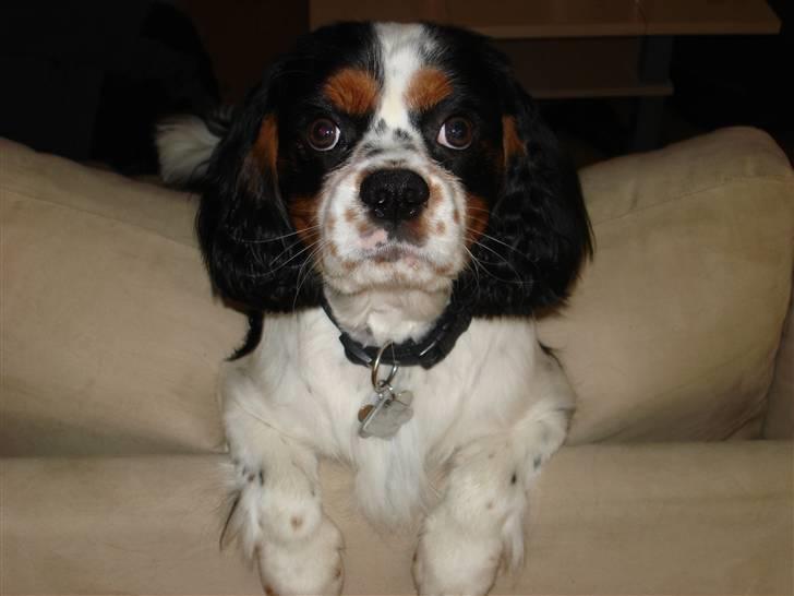 Cavalier king charles spaniel fønix - mig med min nye frisure billede 11