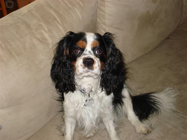 Cavalier king charles spaniel fønix billede 12