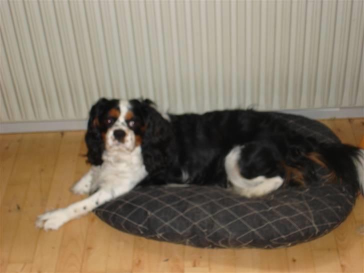 Cavalier king charles spaniel fønix billede 13