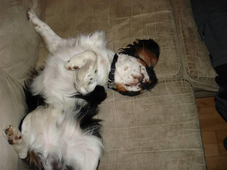 Cavalier king charles spaniel fønix billede 14