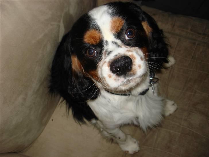 Cavalier king charles spaniel fønix - fønix efter han er blevet klippet billede 15