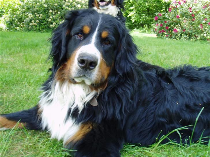 Berner sennenhund Tyson - Rigtig fotomodel. billede 12