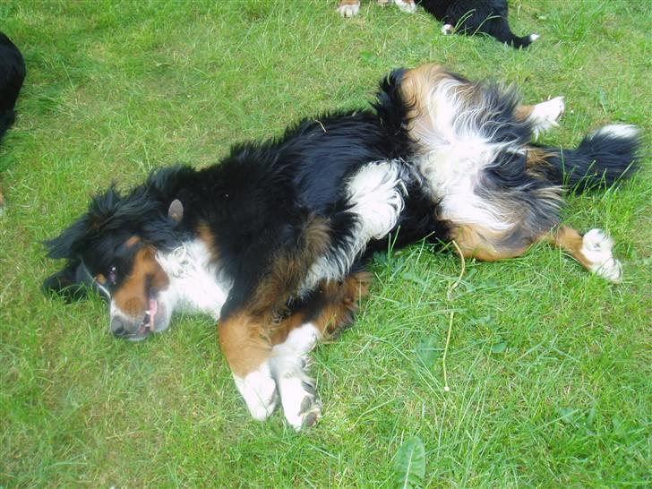 Berner sennenhund Tyson - Jeg hygger mig bare, hvor er det skøøønt. billede 13