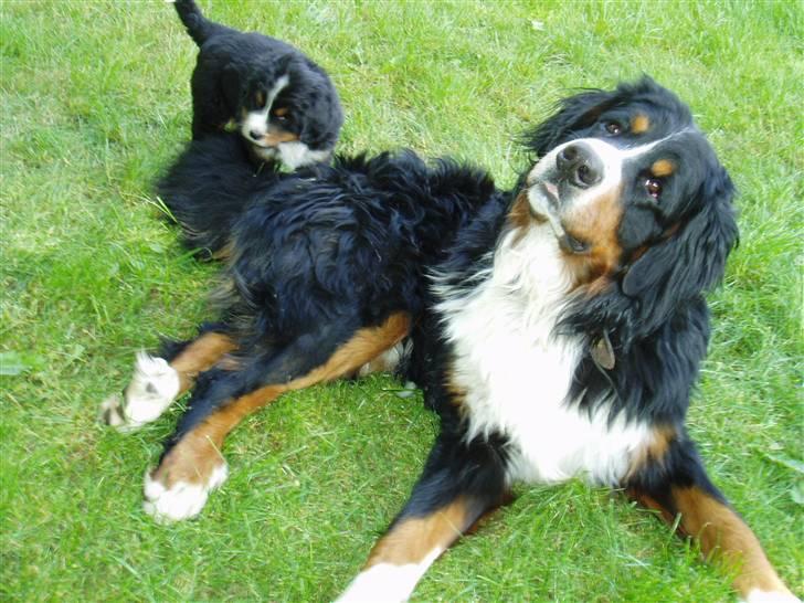 Berner sennenhund Tyson - Er det mig du snakker til ? billede 14