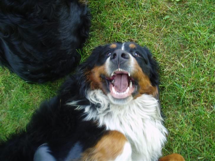 Berner sennenhund Tyson - se lige mine "bisser" billede 15