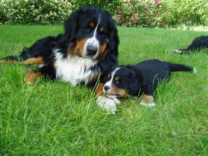 Berner sennenhund Tyson - Og jeg er jo så blevet far for 2. gang.. til 2 kuld ialt 15 børn.. billede 16