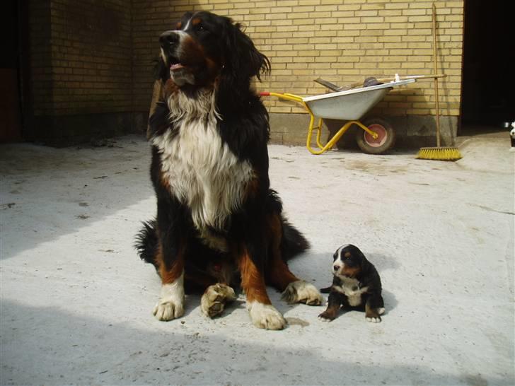 Berner sennenhund Tyson - Den stolte fader. billede 17