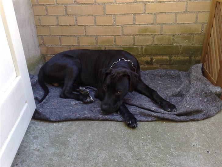 Amerikansk staffordshire terrier Demon * R.I.P.D.16.07.08* - Nyt Billede billede 9