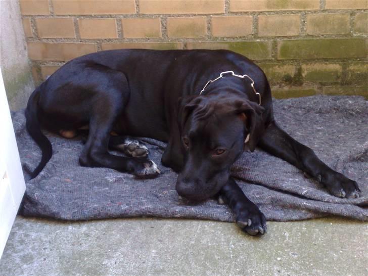 Amerikansk staffordshire terrier Demon * R.I.P.D.16.07.08* - Nyt Billede billede 10